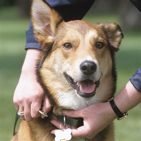 bakersfield dog shelter|spca in bakersfield lost dogs.